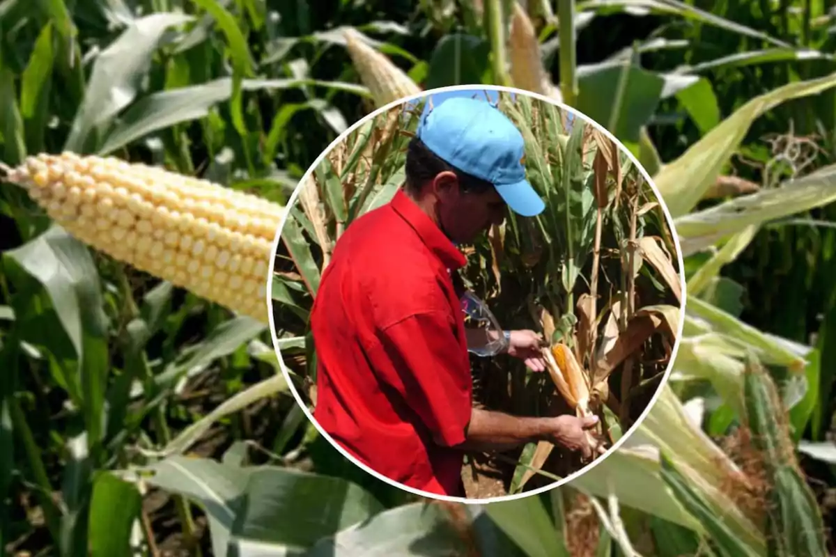 Un agricultor revisa una mazorca de maíz en un campo verde.