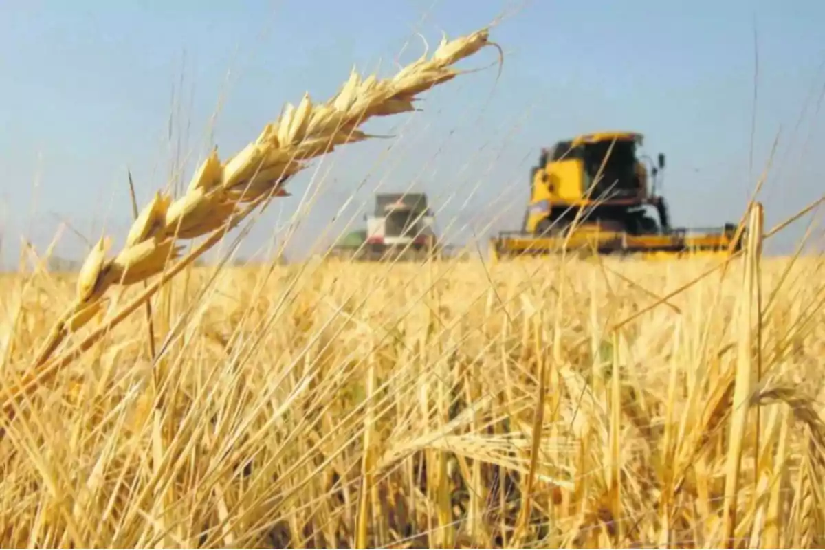 Campo de trigo con una cosechadora al fondo en un día soleado.