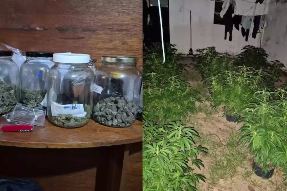 Frascos de vidrio con marihuana sobre una mesa de madera y un cultivo de plantas de marihuana en un patio interior