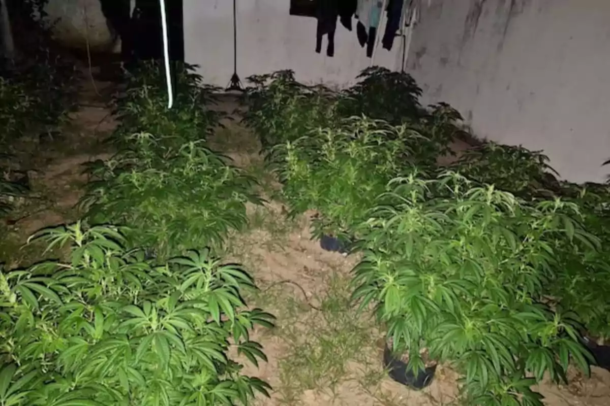 Plantas de marihuana creciendo en macetas dentro de un patio con paredes blancas y ropa colgada al fondo Plantas de marihuana creciendo en macetas dentro de un patio con paredes blancas y ropa colgada al fondo