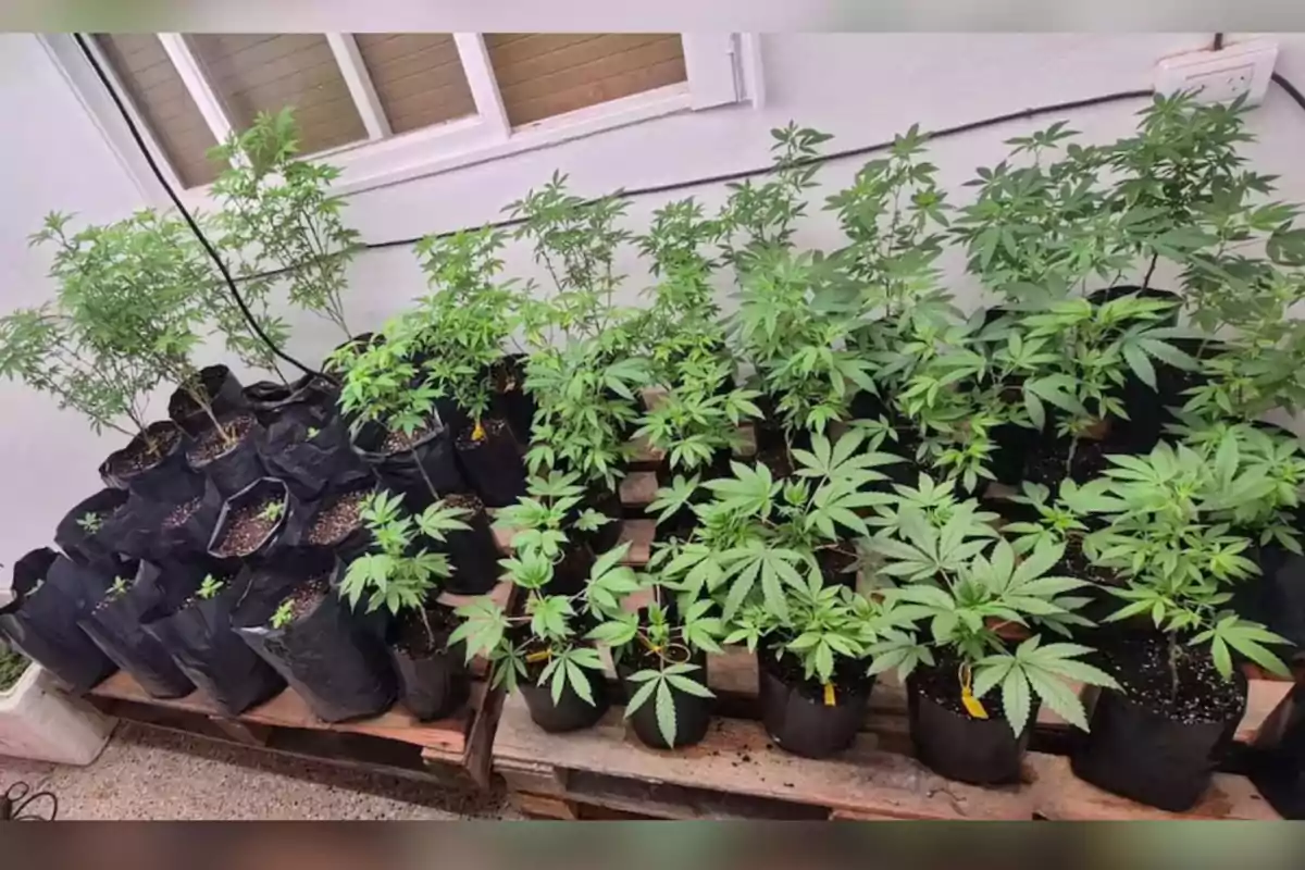 Varias plantas de marihuana en macetas negras organizadas sobre tarimas de madera en una habitación interior con paredes blancas y una ventana al fondo Varias plantas de marihuana en macetas negras organizadas sobre tarimas de madera en una habitación interior con paredes blancas y una ventana al fondo