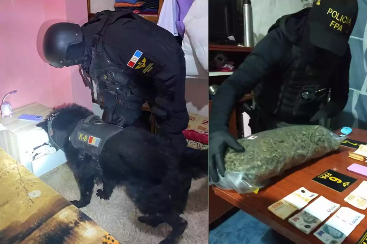 Policías con equipo táctico y un perro K-9 realizan un operativo en una habitación, mientras en otra imagen un agente muestra una bolsa grande de marihuana junto a billetes y objetos incautados sobre una mesa