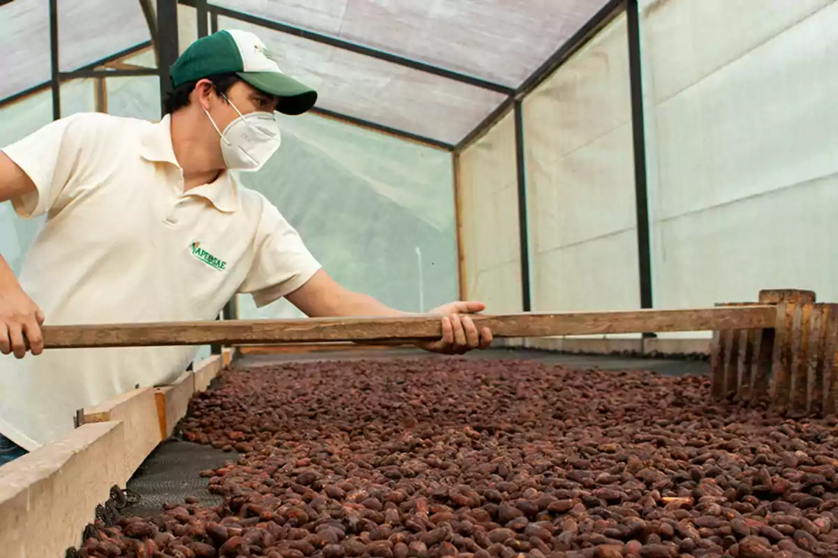 Hombre con mascarilla y gorra moviendo granos de cacao con una herramienta de madera en un secadero cubierto