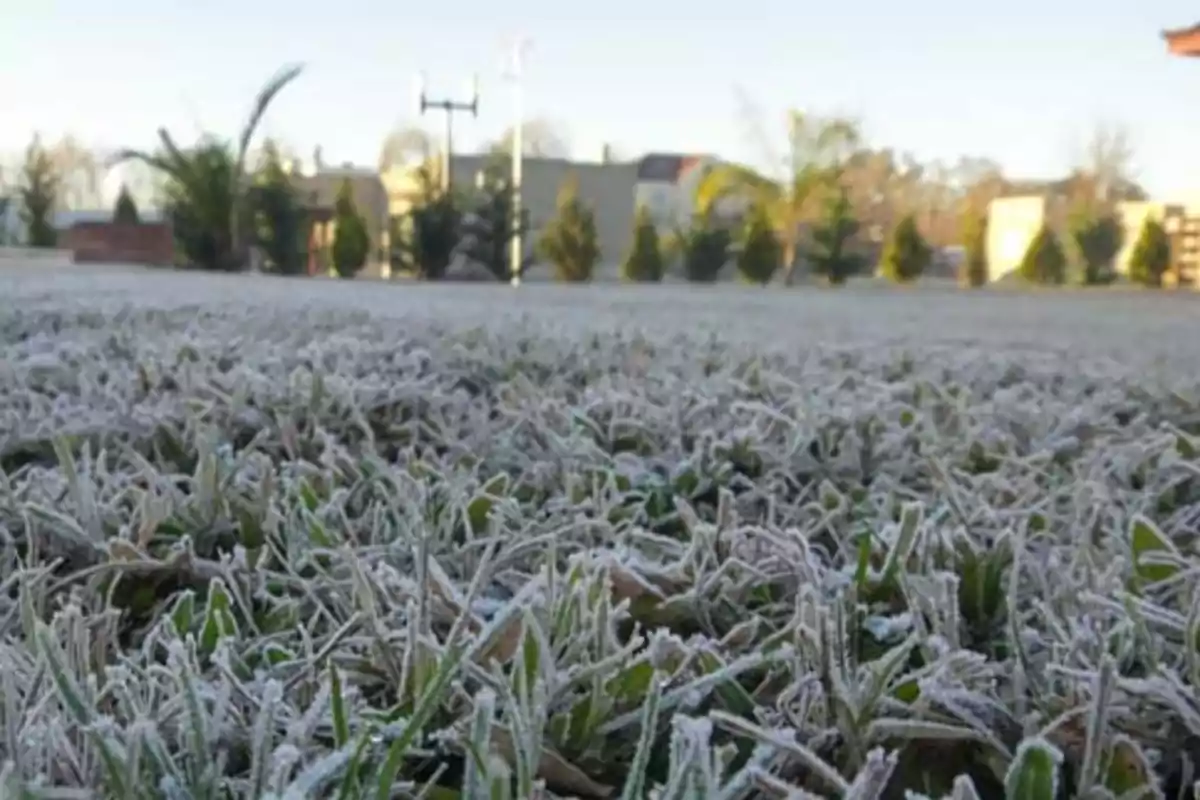 Frost-covered grass on a cold morning with trees and houses in the background