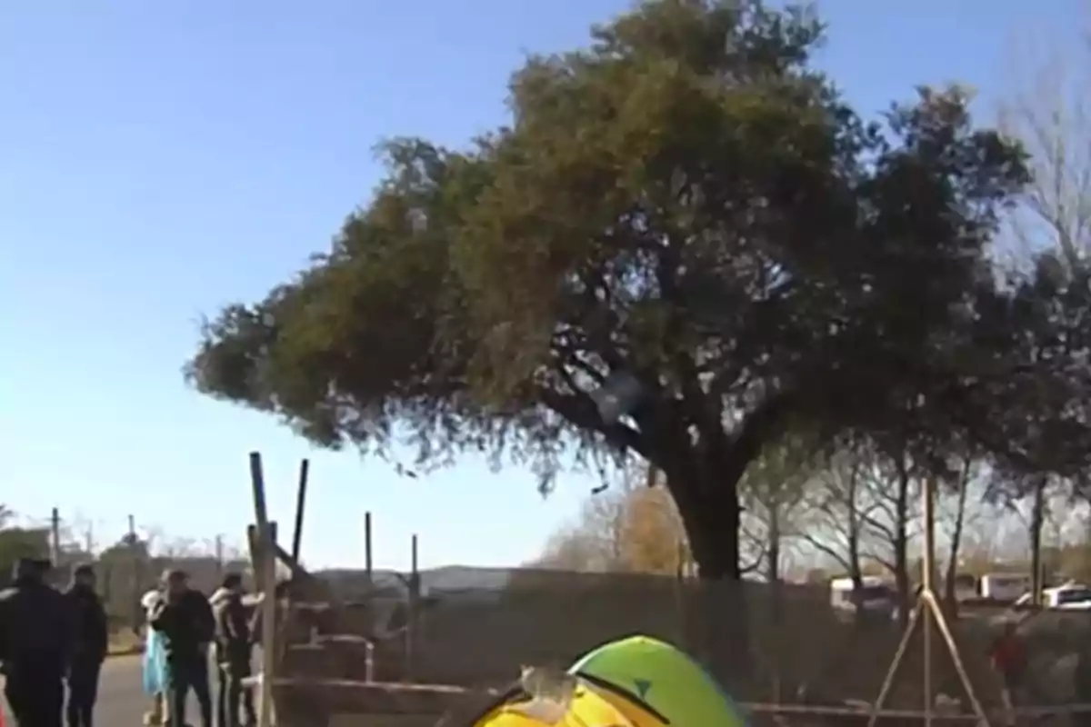 Varias personas reunidas cerca de una carpa amarilla y un gran árbol en un día soleado