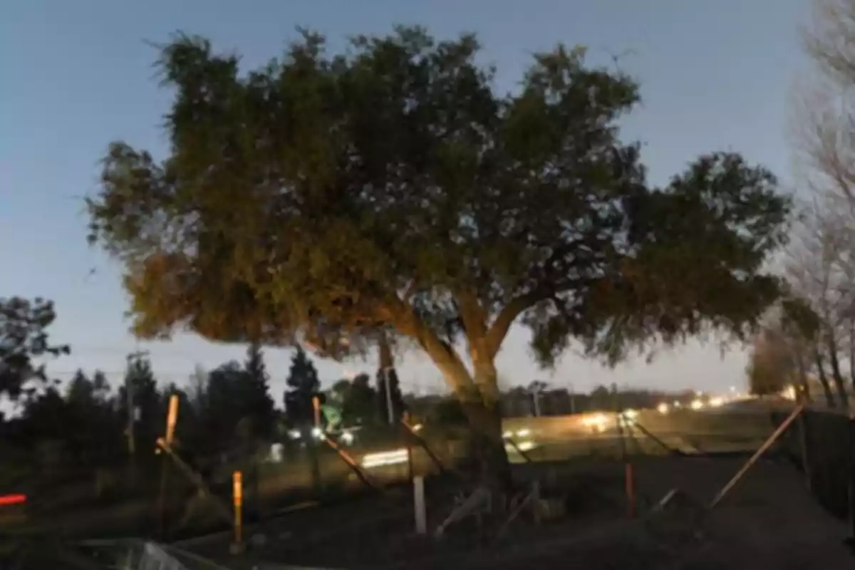 A large tree next to a road with car lights in the background at sunset
