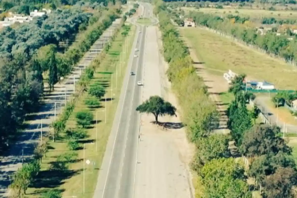 Carretera rodeada de árboles con un solo árbol en el centro de la banquina y algunos autos circulando