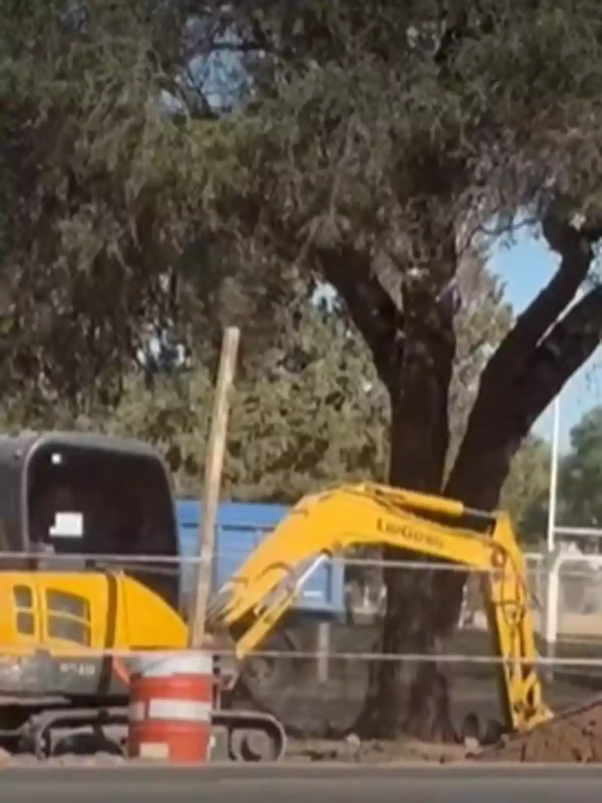 arbol arbol