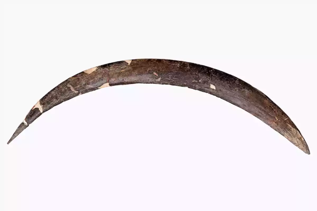 Colmillo fosilizado de mamut en forma curva sobre fondo blanco Colmillo fosilizado de mamut en forma curva sobre fondo blanco