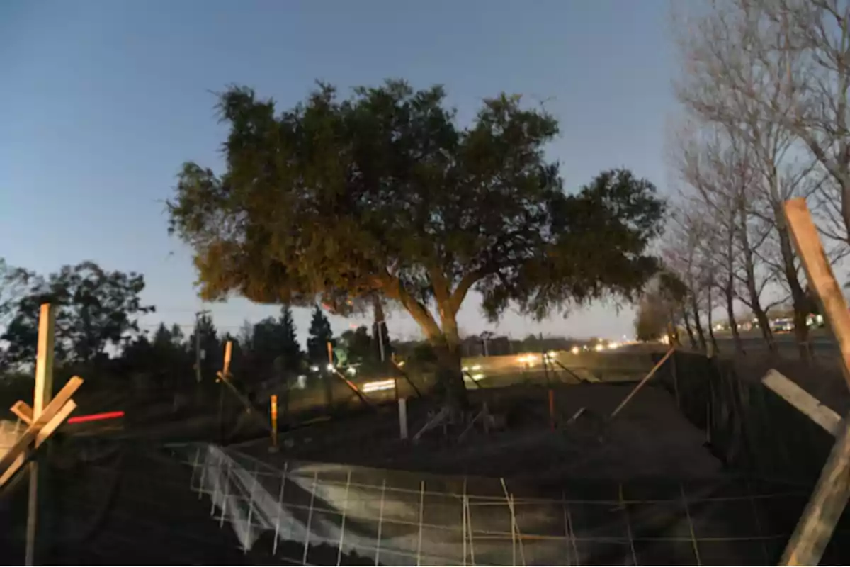 A large tree surrounded by a fence and wooden supports next to a road lit up at sunset A large tree surrounded by a fence and wooden supports next to a road lit up at sunset