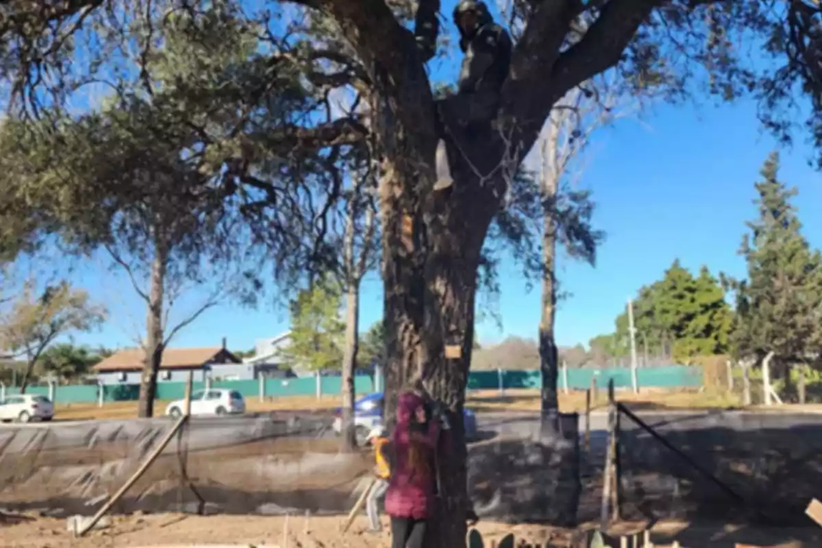 A person is climbing a tree while another watches from the ground in an outdoor setting with a clear sky.