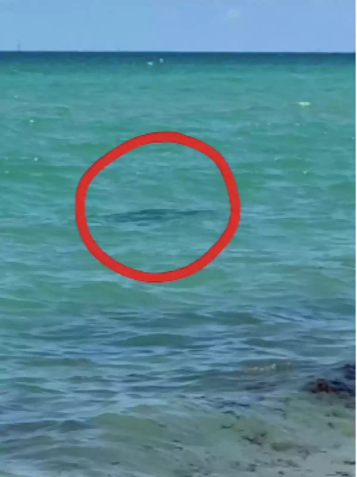 Mar de color turquesa con una figura oscura bajo el agua rodeada por un círculo rojo Mar de color turquesa con una figura oscura bajo el agua rodeada por un círculo rojo