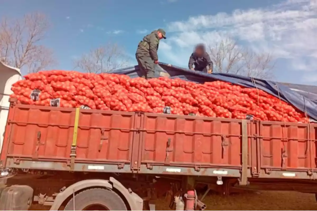 Cargo truck with sacks of tomatoes and two people arranging a tarp over the goods