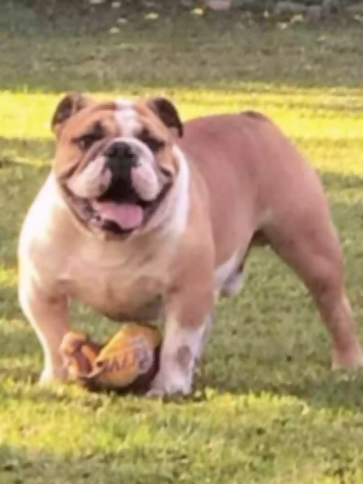 Brown and white bulldog playing with a ball on the grass Brown and white bulldog playing with a ball on the grass