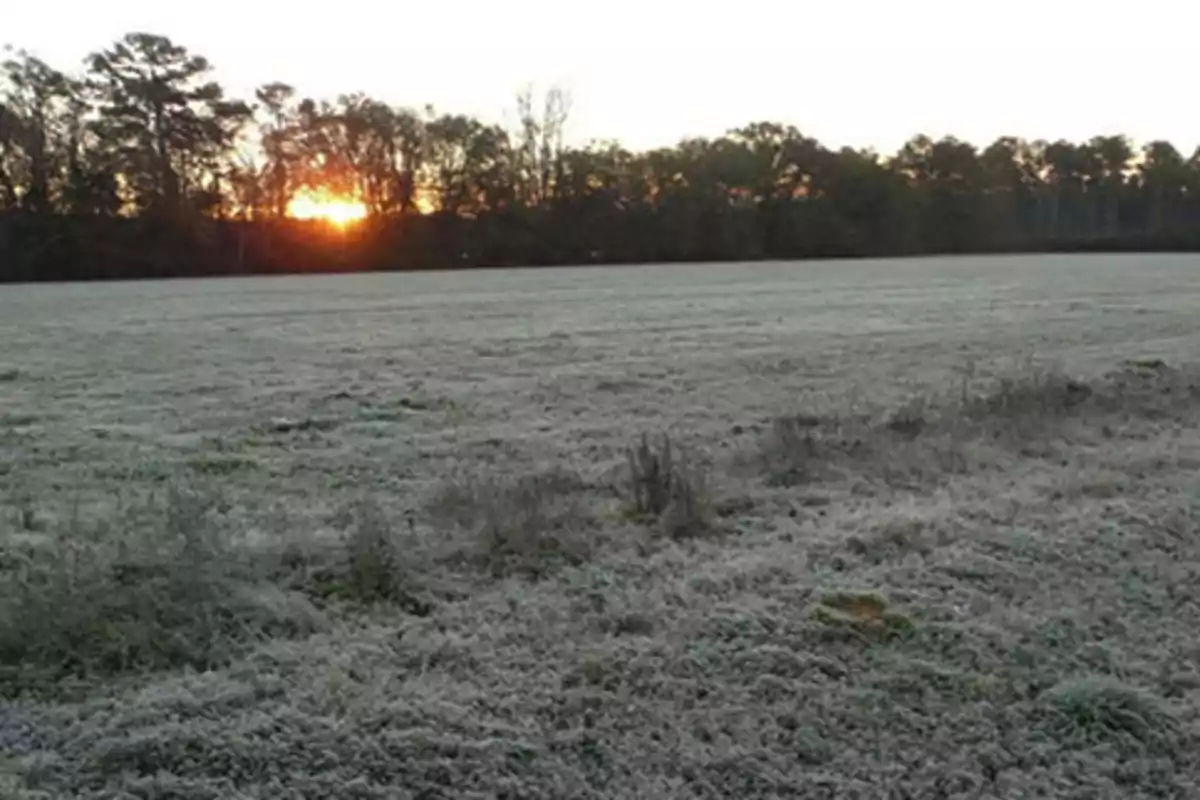 Campo cubierto de escarcha con árboles al fondo y el sol saliendo detrás de ellos
