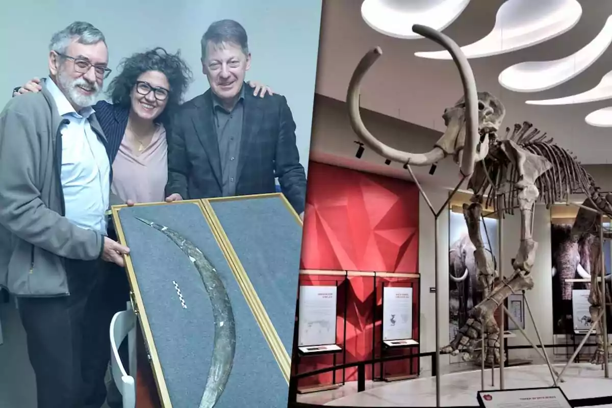 Tres personas sonríen mientras sostienen un colmillo fósil en una caja y al lado se muestra el esqueleto de un mamut expuesto en un museo