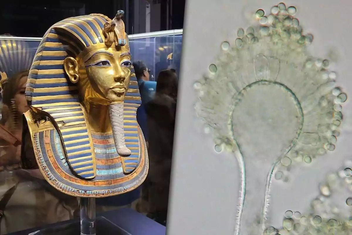 Una máscara funeraria egipcia dorada junto a una imagen microscópica de un hongo
