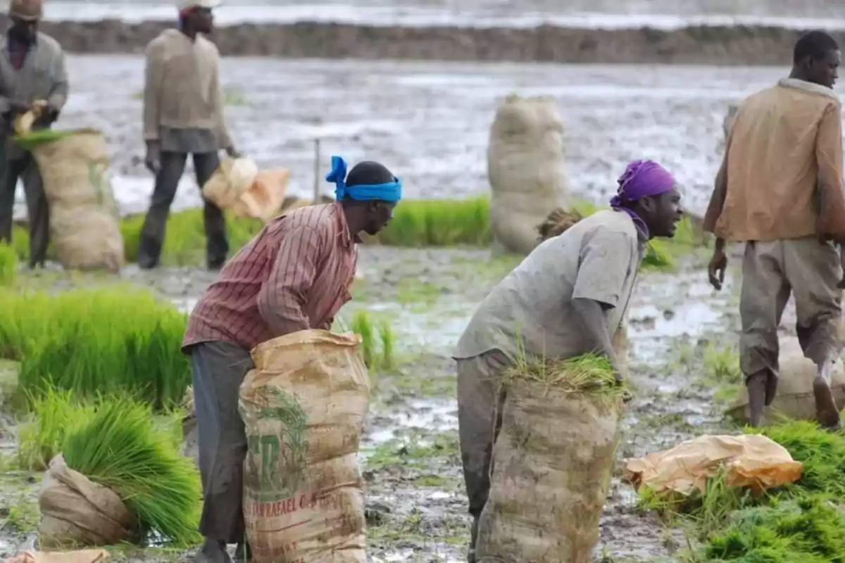 Personas trabajando en un campo de arroz, llenando costales con plantas verdes en un terreno húmedo. Personas trabajando en un campo de arroz, llenando costales con plantas verdes en un terreno húmedo.