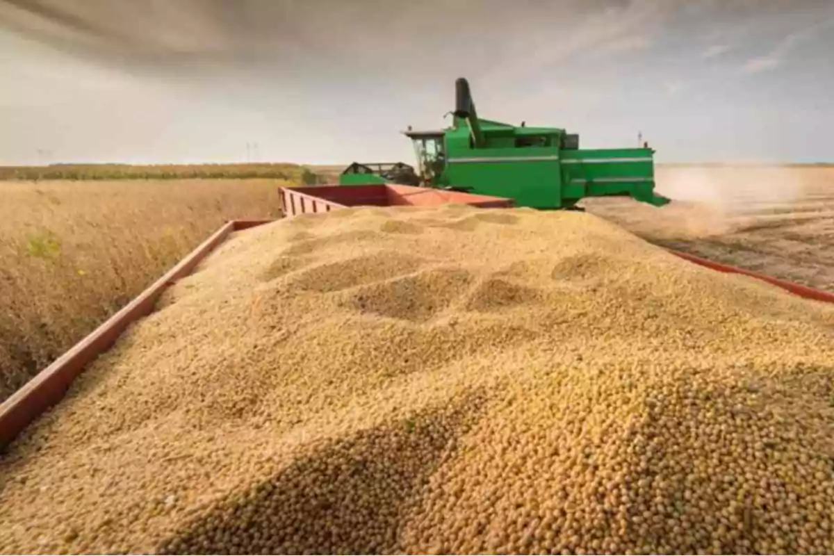Agricultural harvester unloading soybeans into a trailer in the middle of a cultivated field Agricultural harvester unloading soybeans into a trailer in the middle of a cultivated field