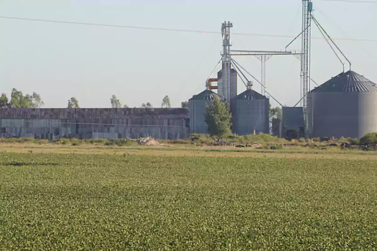 Campo de cultivo con silos metálicos y estructuras agrícolas al fondo en un día soleado