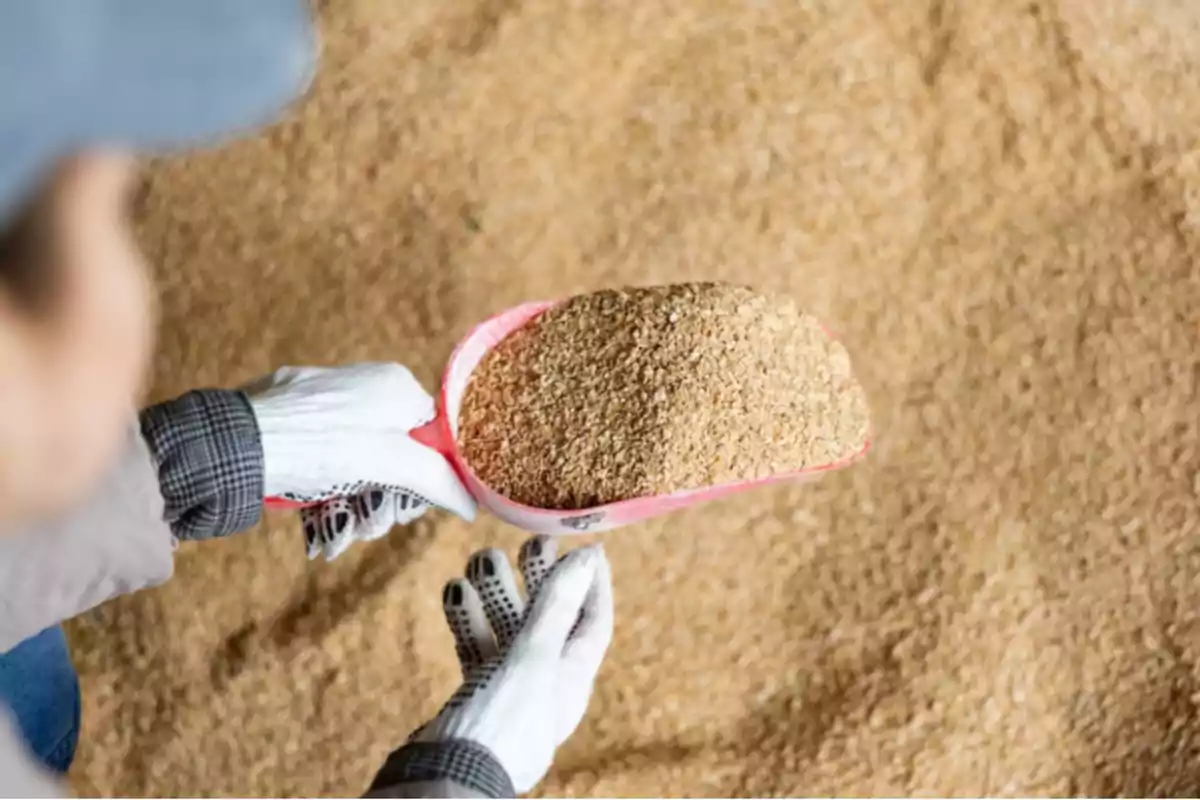 Persona con guantes sosteniendo una pala con alimento para animales sobre un fondo de granos