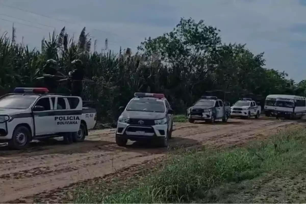 Varios vehículos de la policía boliviana circulan por un camino de tierra rodeado de vegetación Varios vehículos de la policía boliviana circulan por un camino de tierra rodeado de vegetación