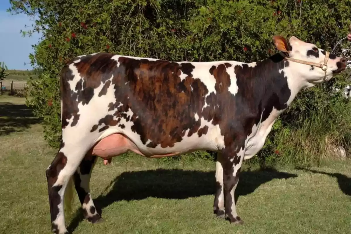 Vaca de pelaje blanco con manchas marrones y negras parada sobre césped frente a un arbusto