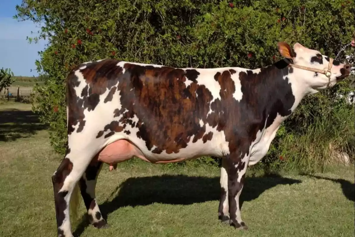 Vaca lechera de pelaje blanco con manchas marrones y negras parada sobre césped frente a un arbusto