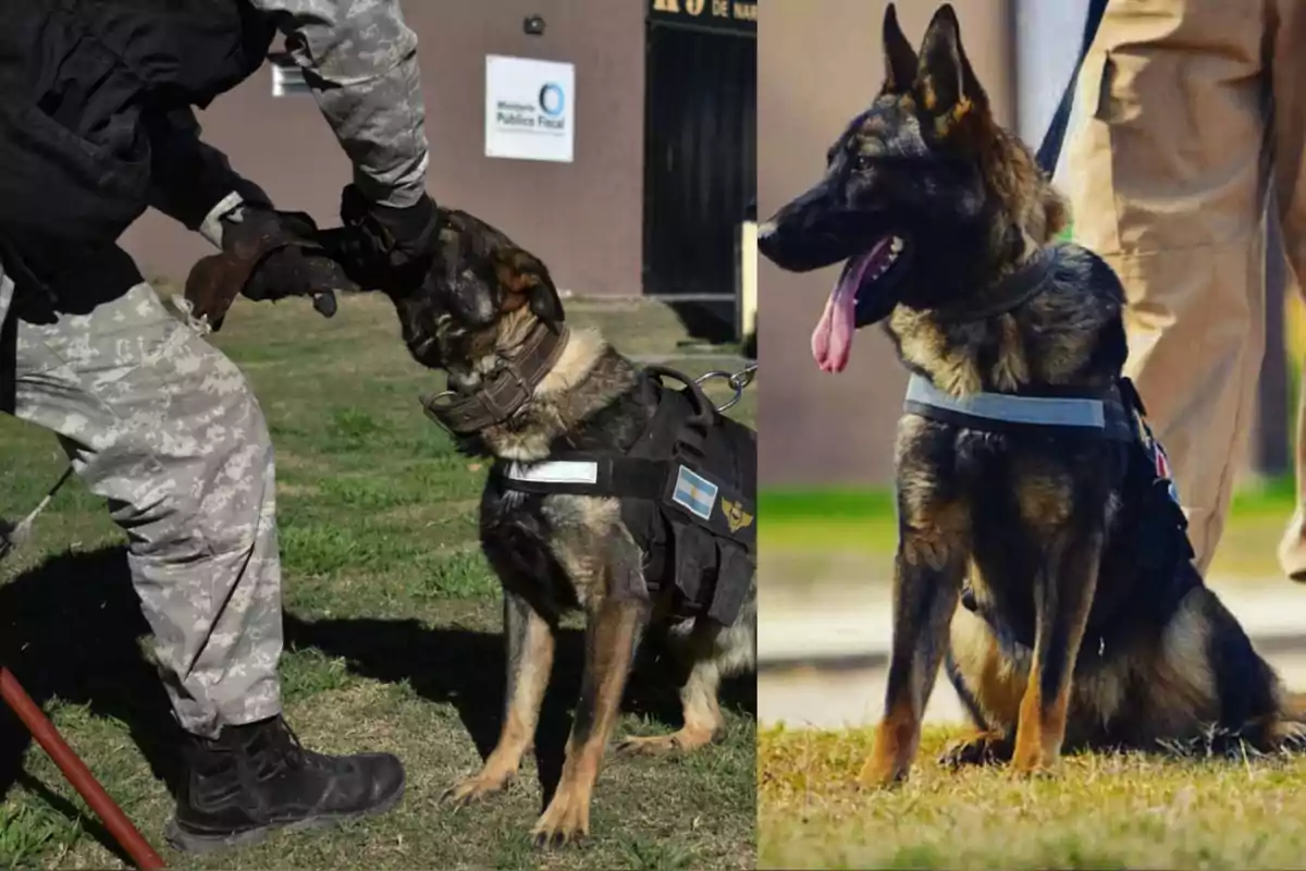 German Shepherd with a working vest next to uniformed personnel in a green area