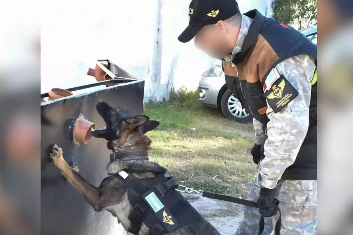 Un perro policía con chaleco está olfateando una estructura mientras su entrenador lo observa atentamente.