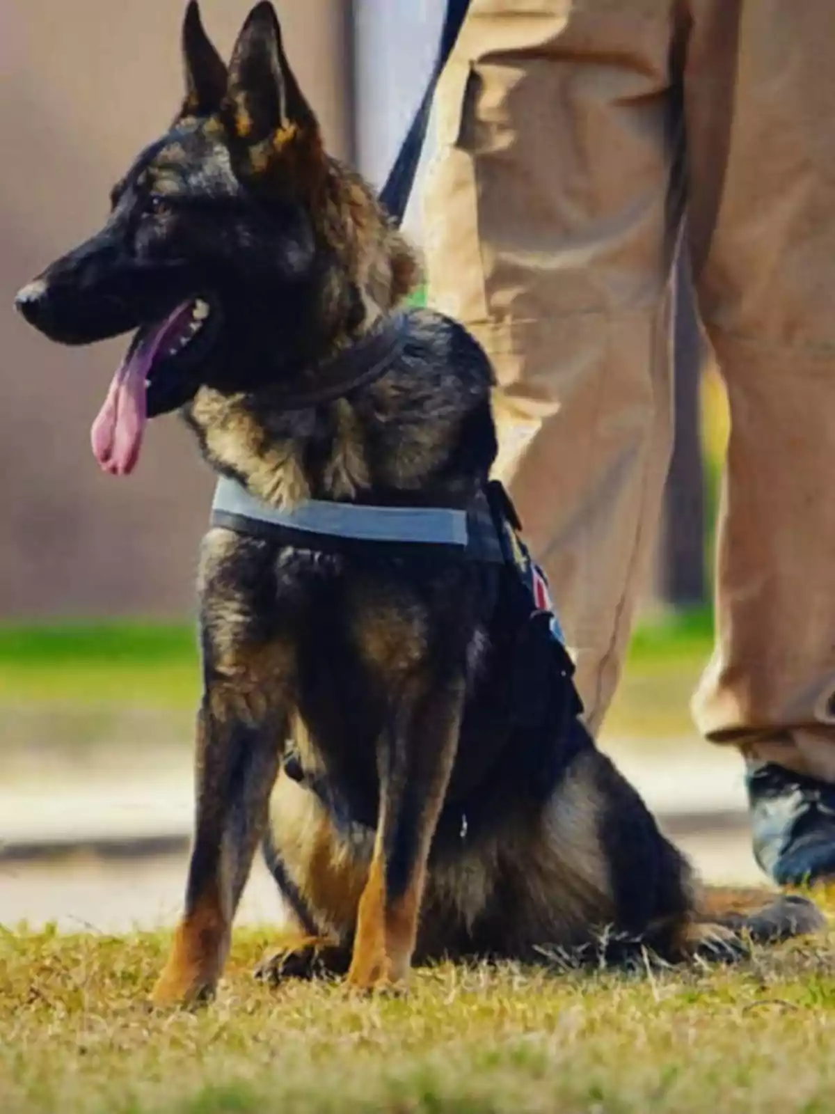 Perro pastor alemán con arnés sentado en el césped junto a una persona con pantalones beige