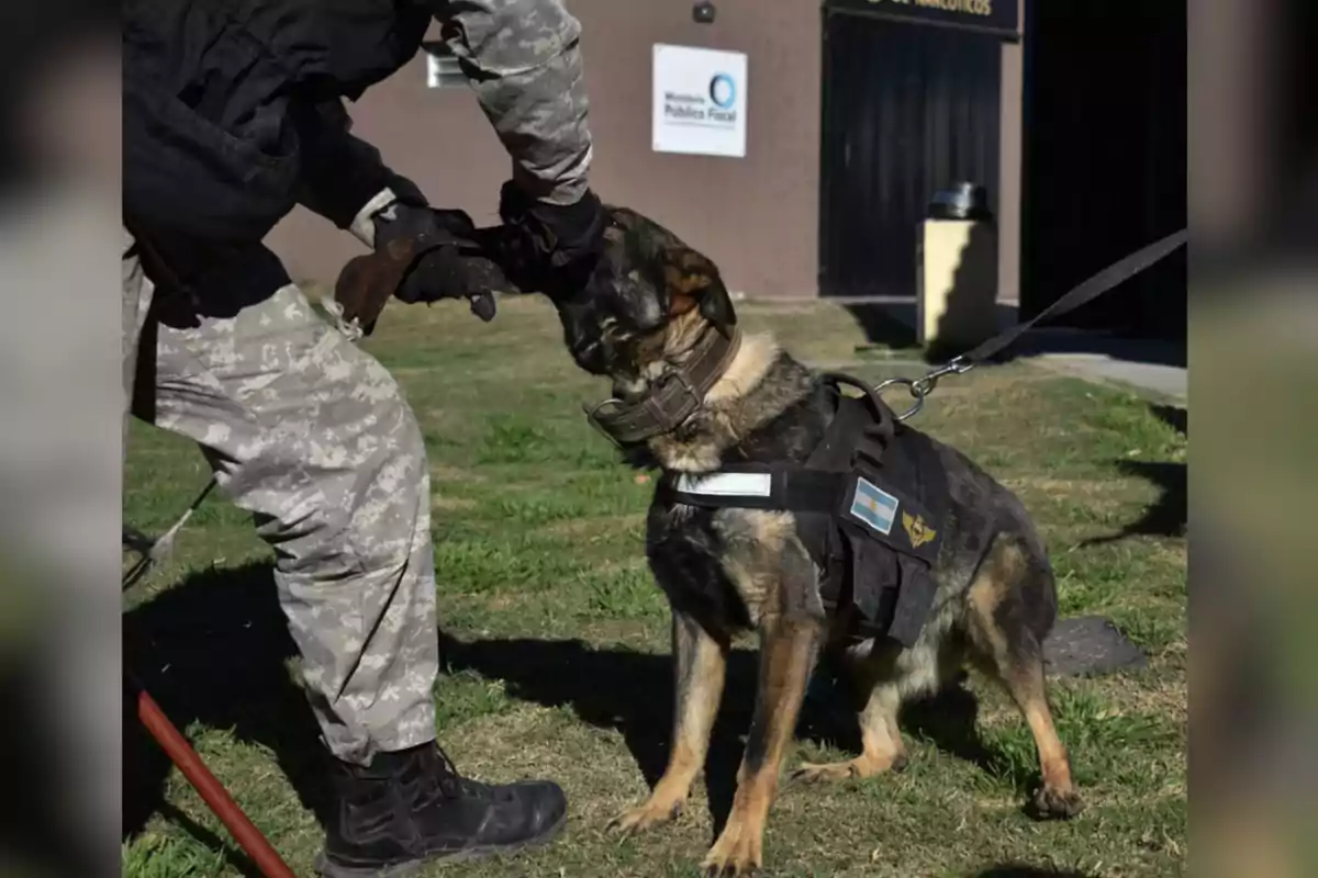 Un perro policía con chaleco de trabajo muerde el brazo protegido de un entrenador vestido con uniforme de camuflaje durante un ejercicio en un área verde frente a un edificio oficial