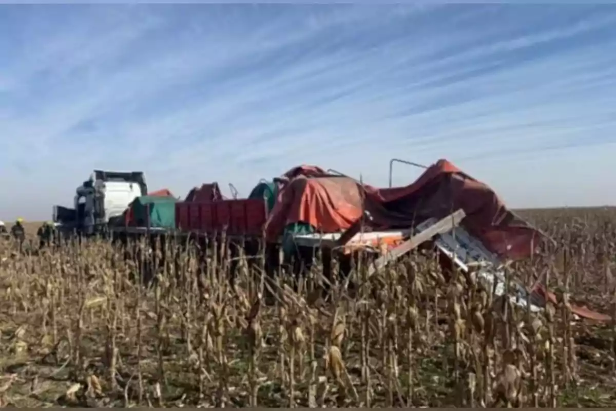 Wrecked truck in a dry cornfield with red tarps covering the cargo and some people watching the scene Wrecked truck in a dry cornfield with red tarps covering the cargo and some people watching the scene