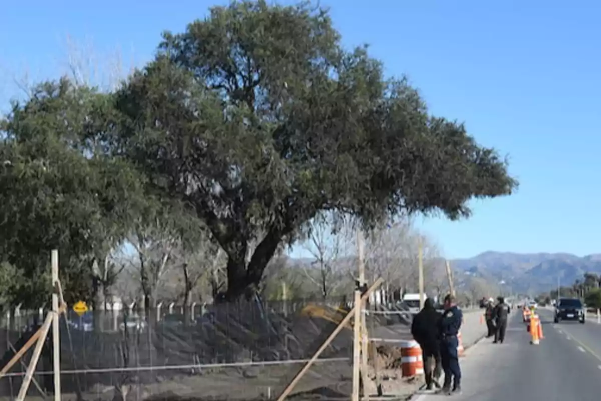 Árbol grande protegido por una cerca junto a una carretera en la que hay personas y conos naranjas, con montañas al fondo y cielo despejado.