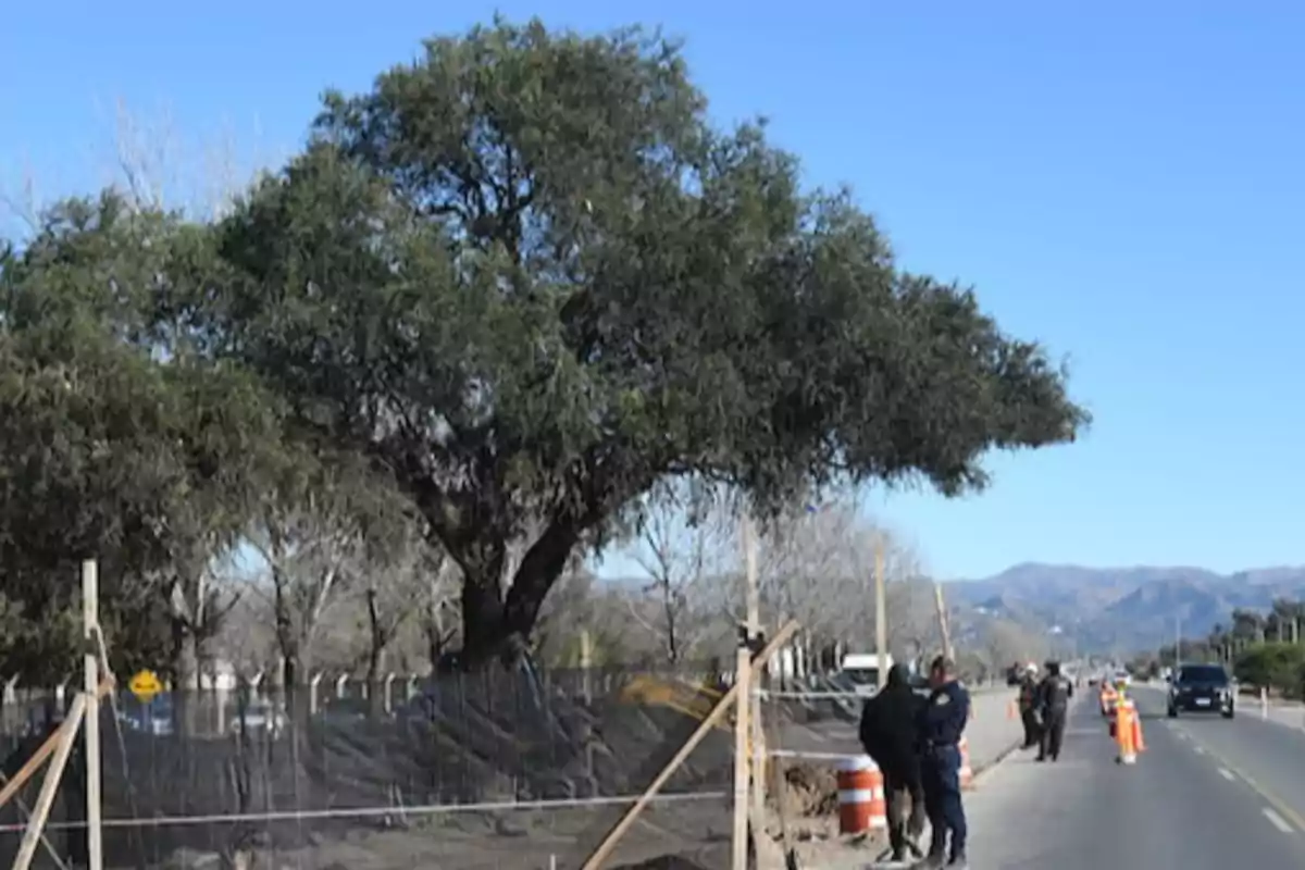 Un gran árbol junto a una carretera donde hay personas y conos naranjas de señalización
