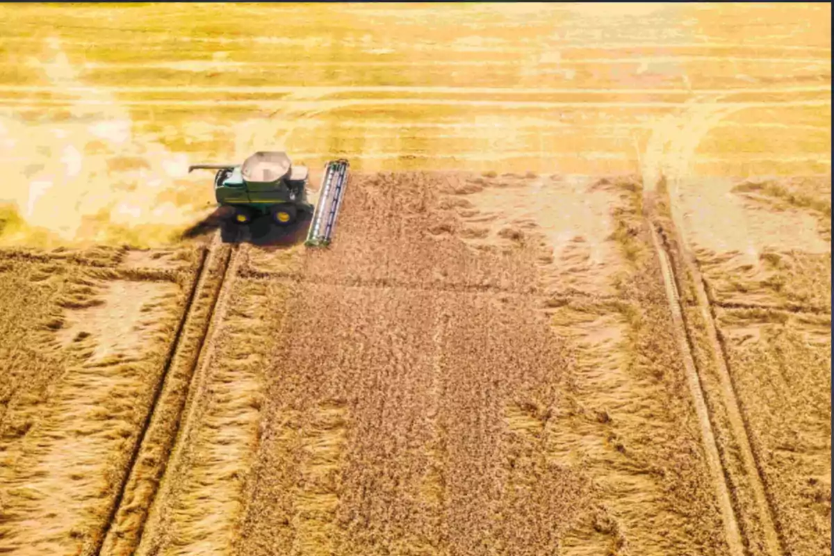Cosechadora trabajando en un campo de trigo visto desde arriba Cosechadora trabajando en un campo de trigo visto desde arriba