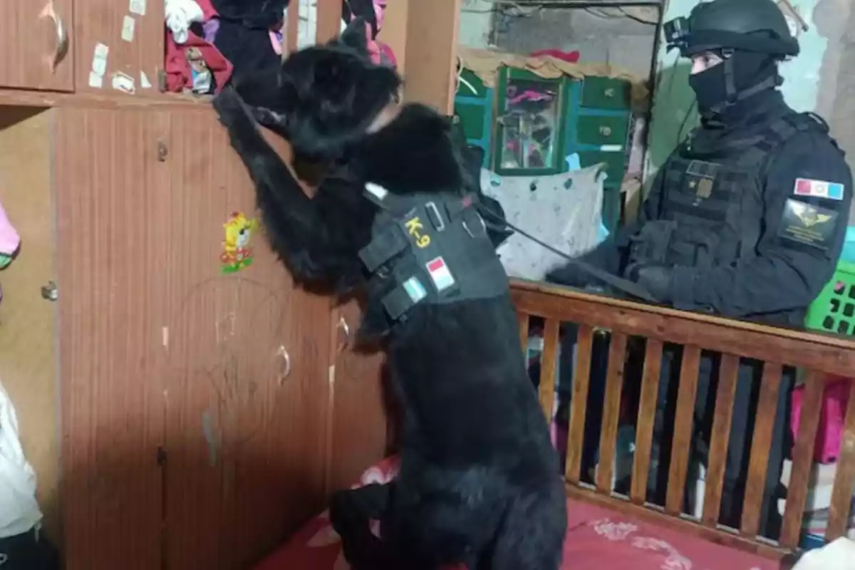 Police dog with a K9 vest sniffing a piece of furniture while a uniformed officer accompanies it in a room Police dog with a K9 vest sniffing a piece of furniture while a uniformed officer accompanies it in a room