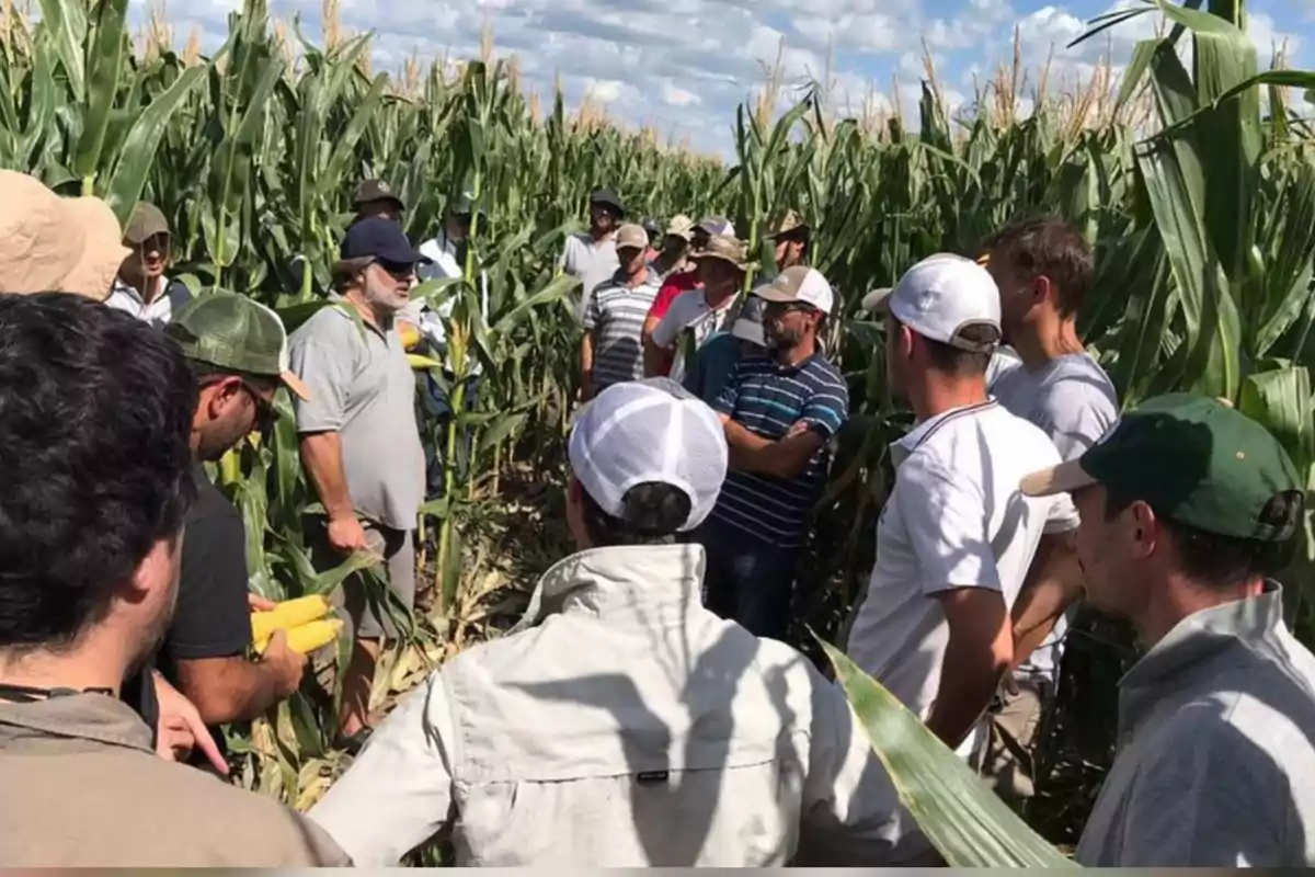 Un grupo de personas reunidas en un campo de maíz mientras observan y conversan sobre las plantas Un grupo de personas reunidas en un campo de maíz mientras observan y conversan sobre las plantas