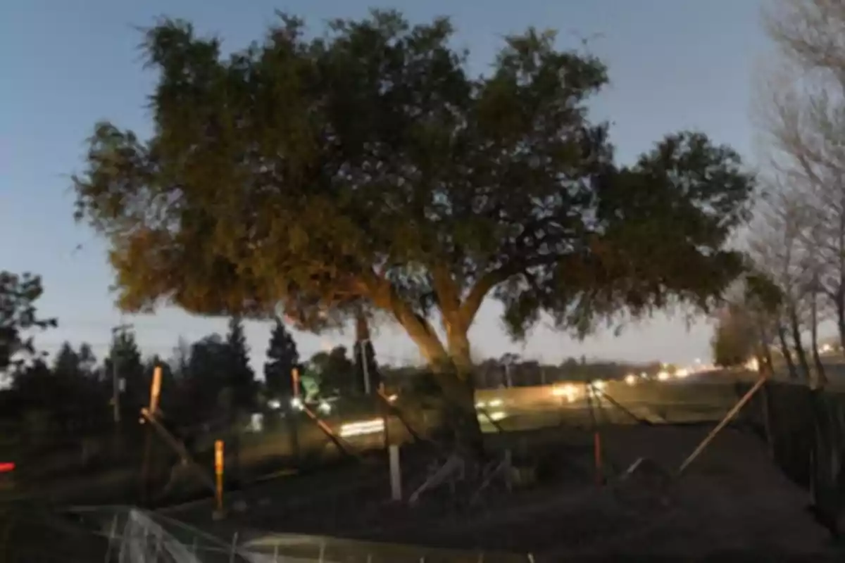 A large tree in the middle of a fenced lot at sunset with car lights in the background.