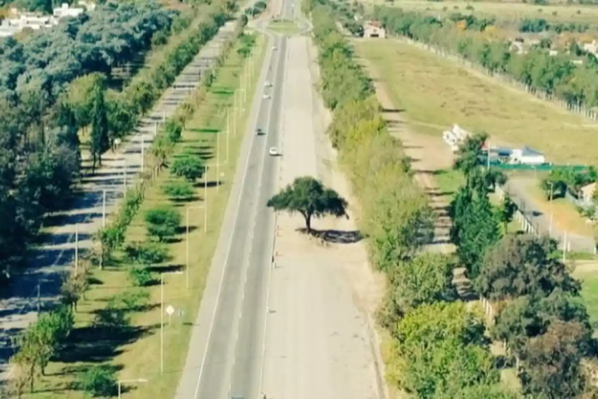 Vista aérea de una carretera rodeada de árboles con un solo árbol en el centro de la banquina