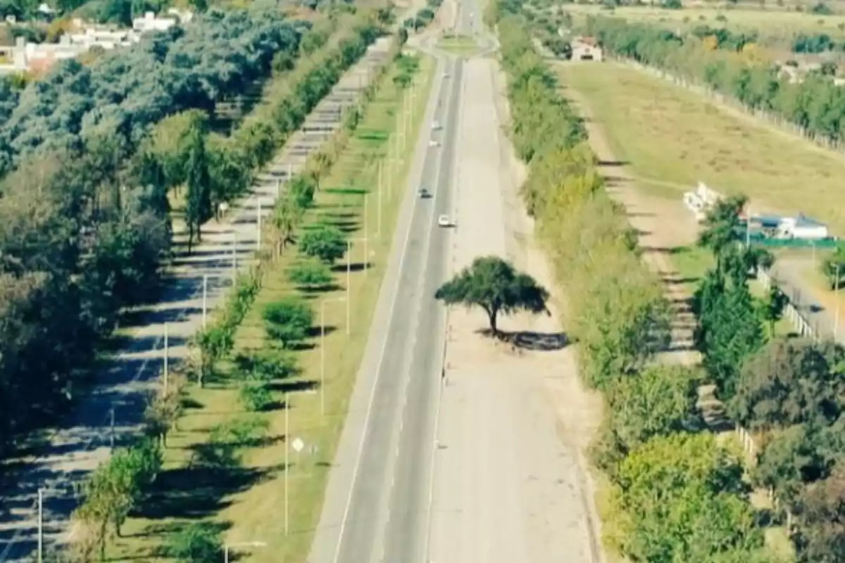Carretera recta vista desde arriba con árboles a ambos lados y un solo árbol grande en el costado derecho Carretera recta vista desde arriba con árboles a ambos lados y un solo árbol grande en el costado derecho