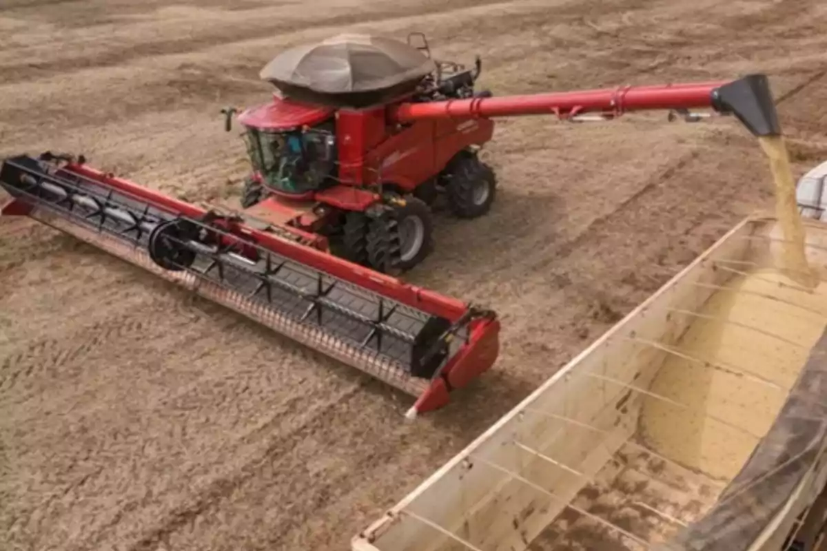 Red harvester unloading grain into a truck in a crop field