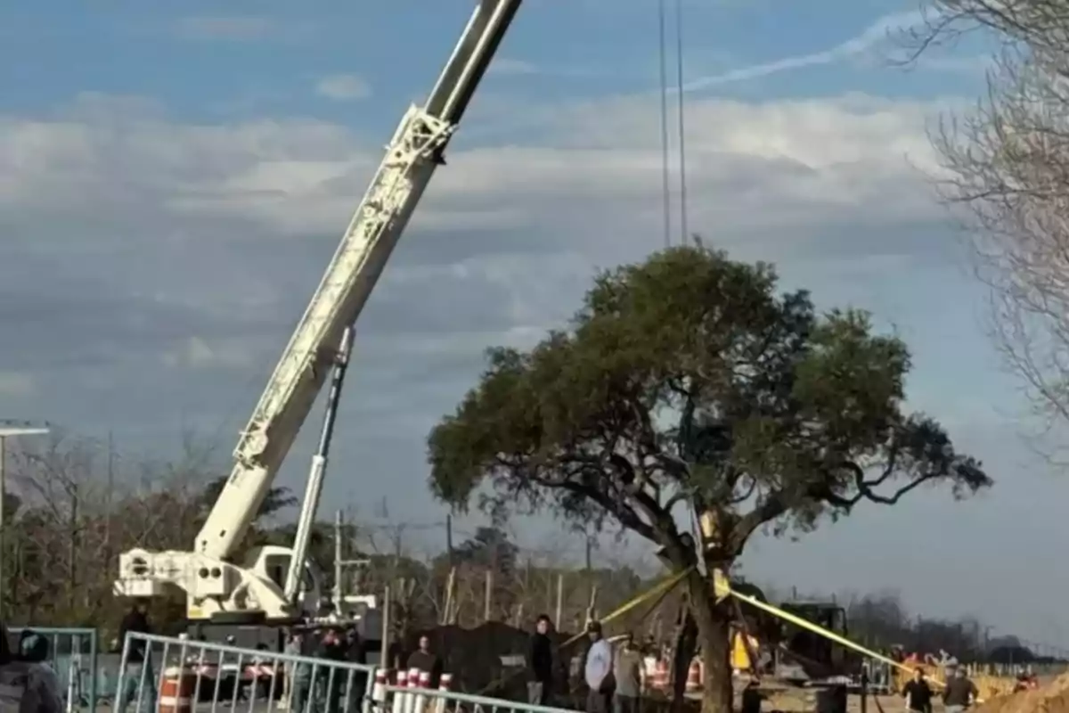 A crane lifts a large tree while several people watch the process in an outdoor construction area. A crane lifts a large tree while several people watch the process in an outdoor construction area.