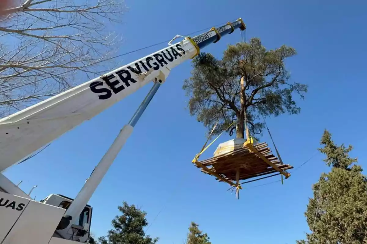 Crane lifting a large tree with a wooden platform under a clear sky