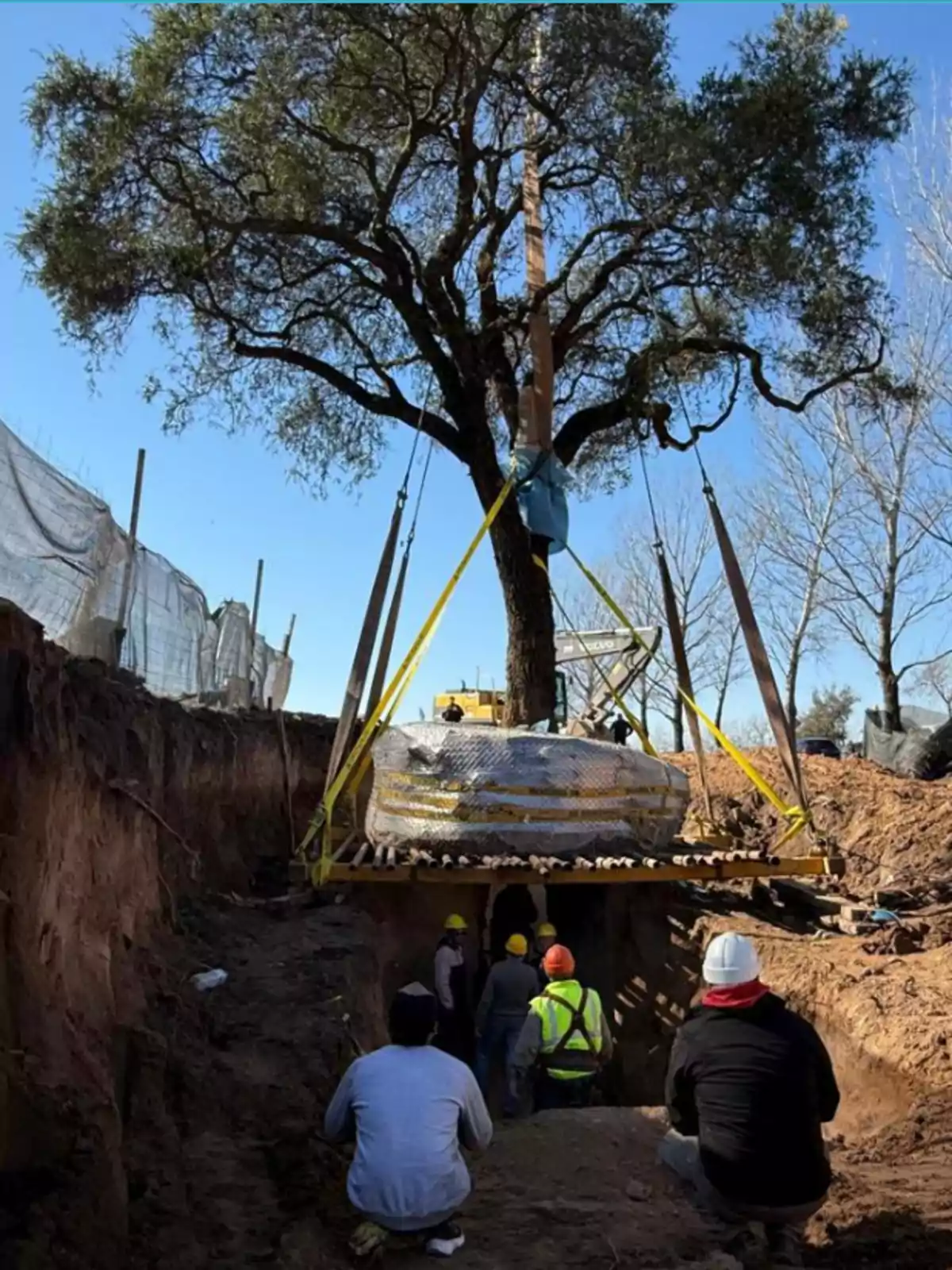 Several people watch as a large tree is carefully lifted with straps and machinery in an excavation area. Several people watch as a large tree is carefully lifted with straps and machinery in an excavation area.