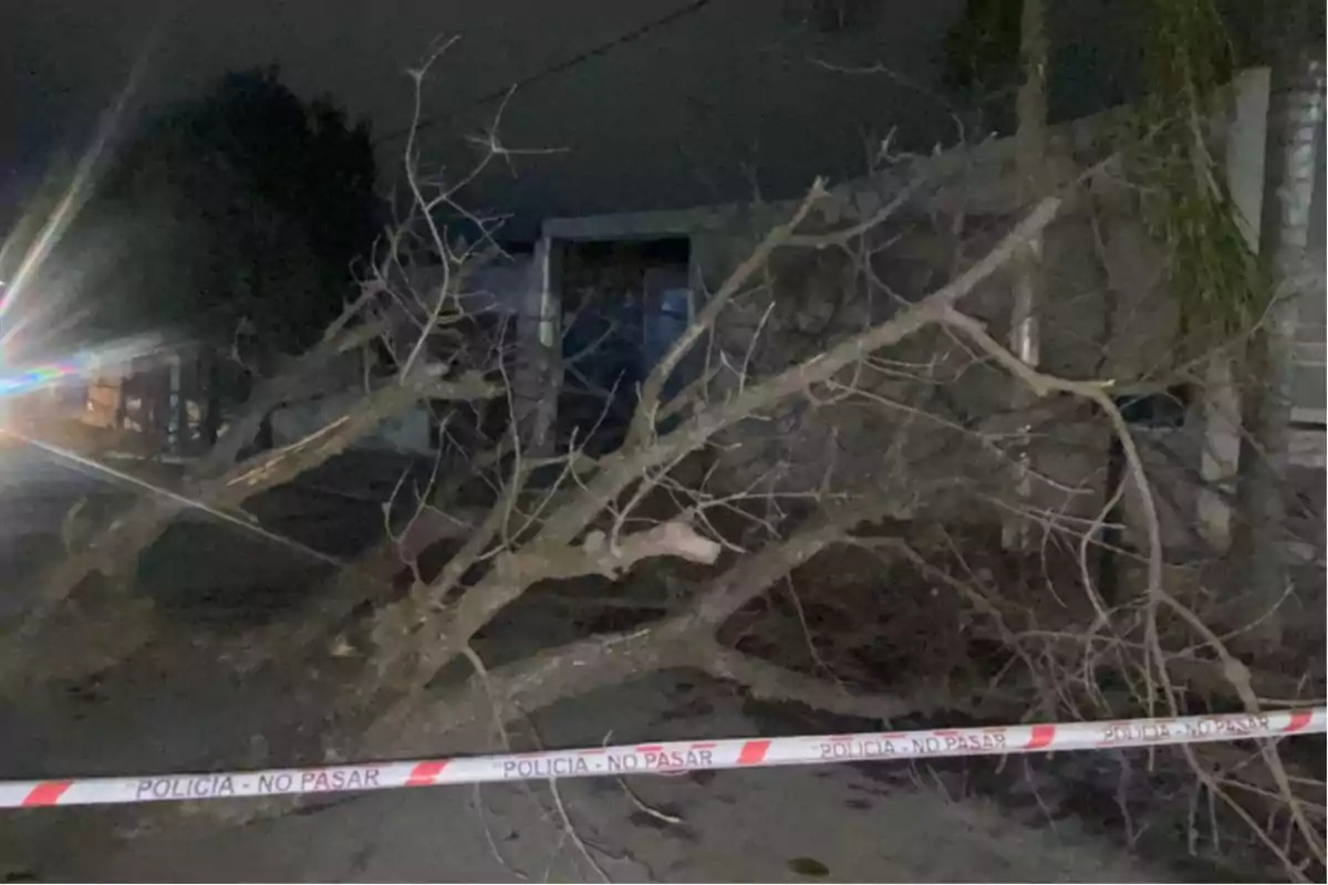 Fallen tree blocking a street at night with police caution tape indicating do not cross Fallen tree blocking a street at night with police caution tape indicating do not cross