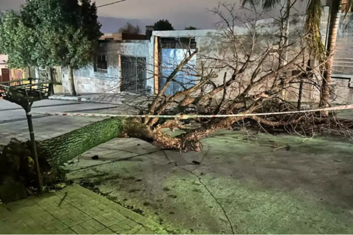 Fallen tree blocking a residential street with caution tape around it Fallen tree blocking a residential street with caution tape around it