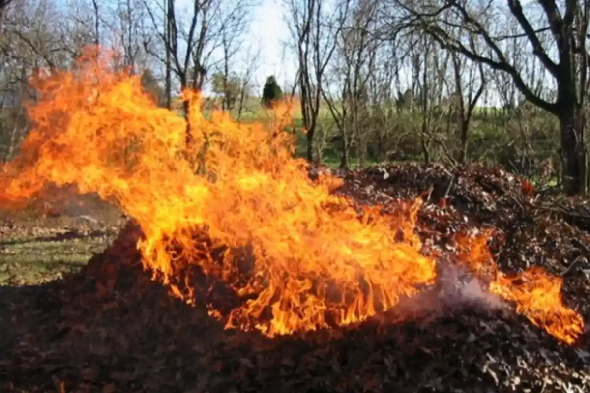 Intense fire burning a pile of dry leaves in a forest during the day