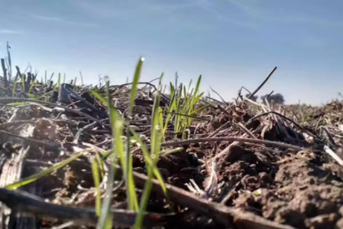 Brotes verdes de pasto creciendo entre restos de ramas y tierra bajo un cielo despejado Brotes verdes de pasto creciendo entre restos de ramas y tierra bajo un cielo despejado