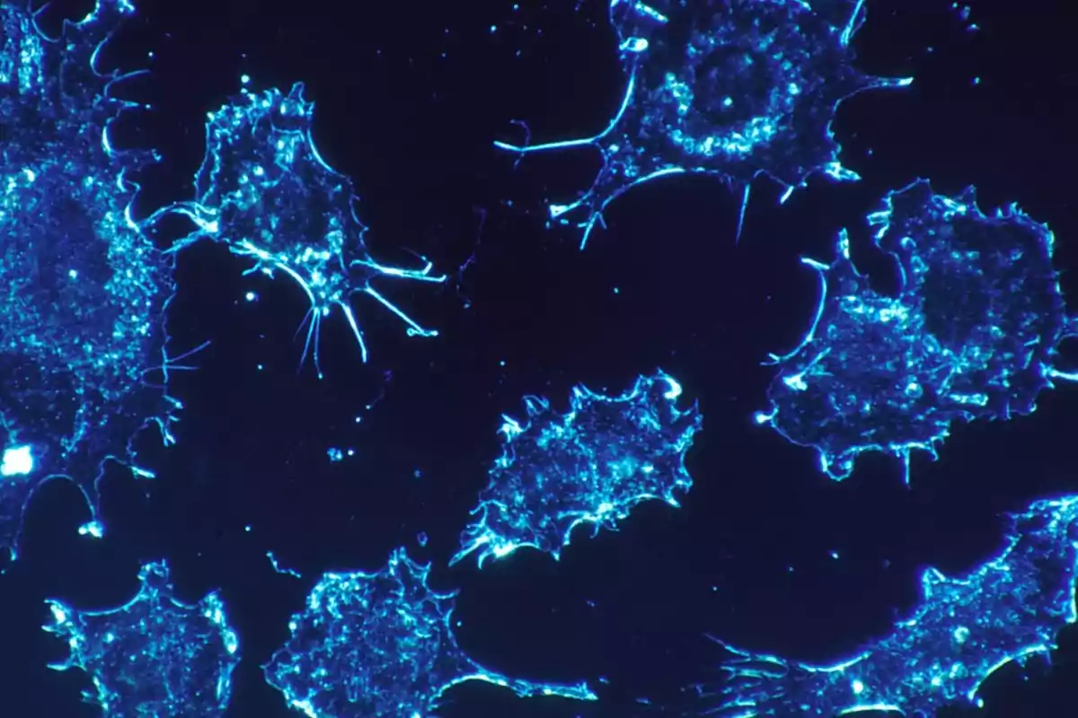 Células vistas al microscopio con bordes brillantes y coloración azul fluorescente sobre fondo oscuro Células vistas al microscopio con bordes brillantes y coloración azul fluorescente sobre fondo oscuro